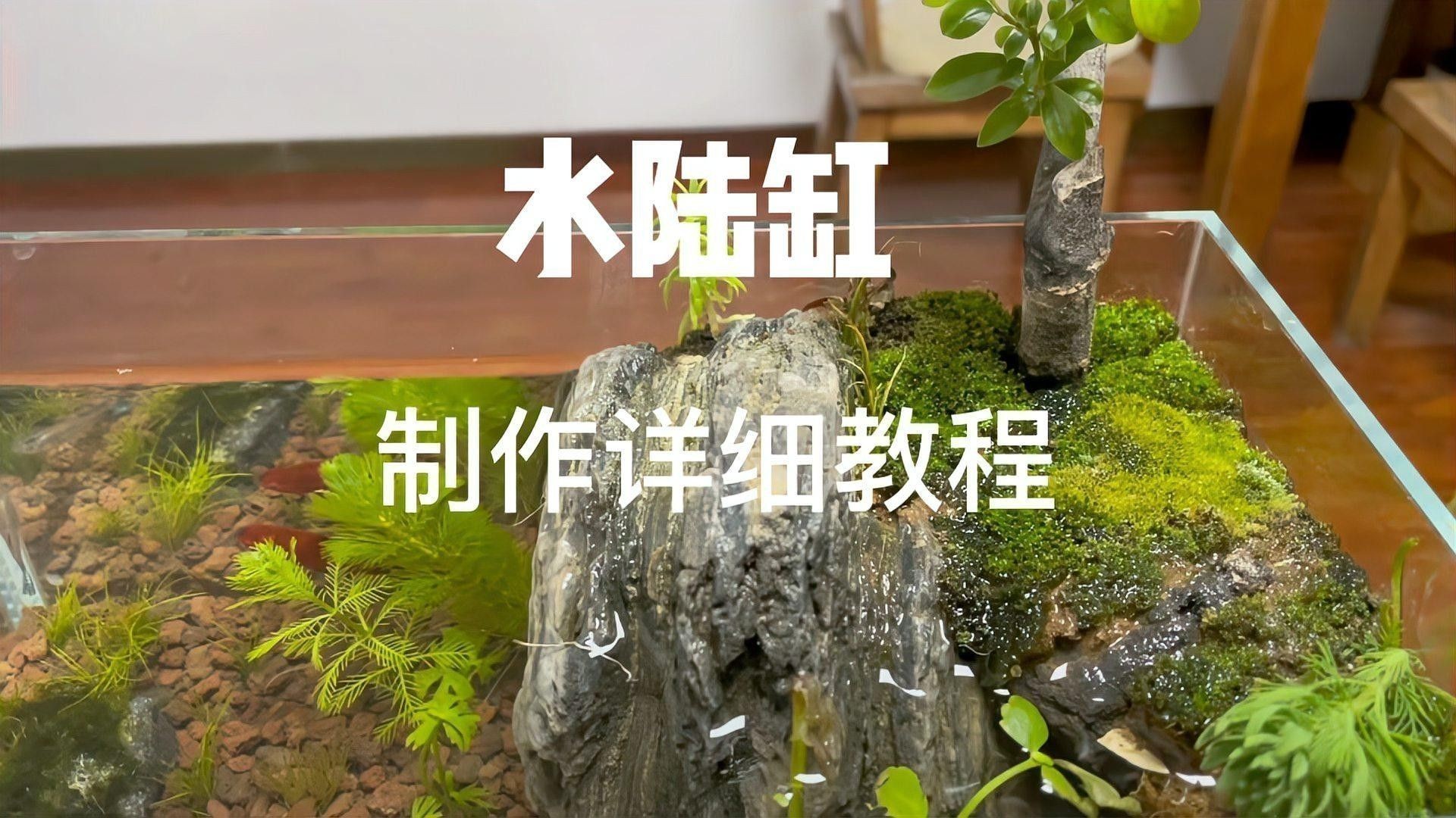 龍魚缸造景需要造景嗎圖片欣賞 龍魚缸造景需要造景嗎圖片欣賞 龍魚百科 第27張