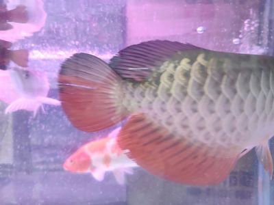 古典龍魚和過背哪個好釣一點：“古典龍魚”和“過背龍魚”哪個更容易釣取古典龍魚 古典龍魚和過背哪個好釣一點：“古典龍魚”和“過背龍魚”哪個更容易釣取古典龍魚 龍魚百科 第3張