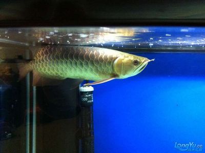 古典龍魚和過背哪個好釣一點：“古典龍魚”和“過背龍魚”哪個更容易釣取古典龍魚 古典龍魚和過背哪個好釣一點：“古典龍魚”和“過背龍魚”哪個更容易釣取古典龍魚 龍魚百科 第2張