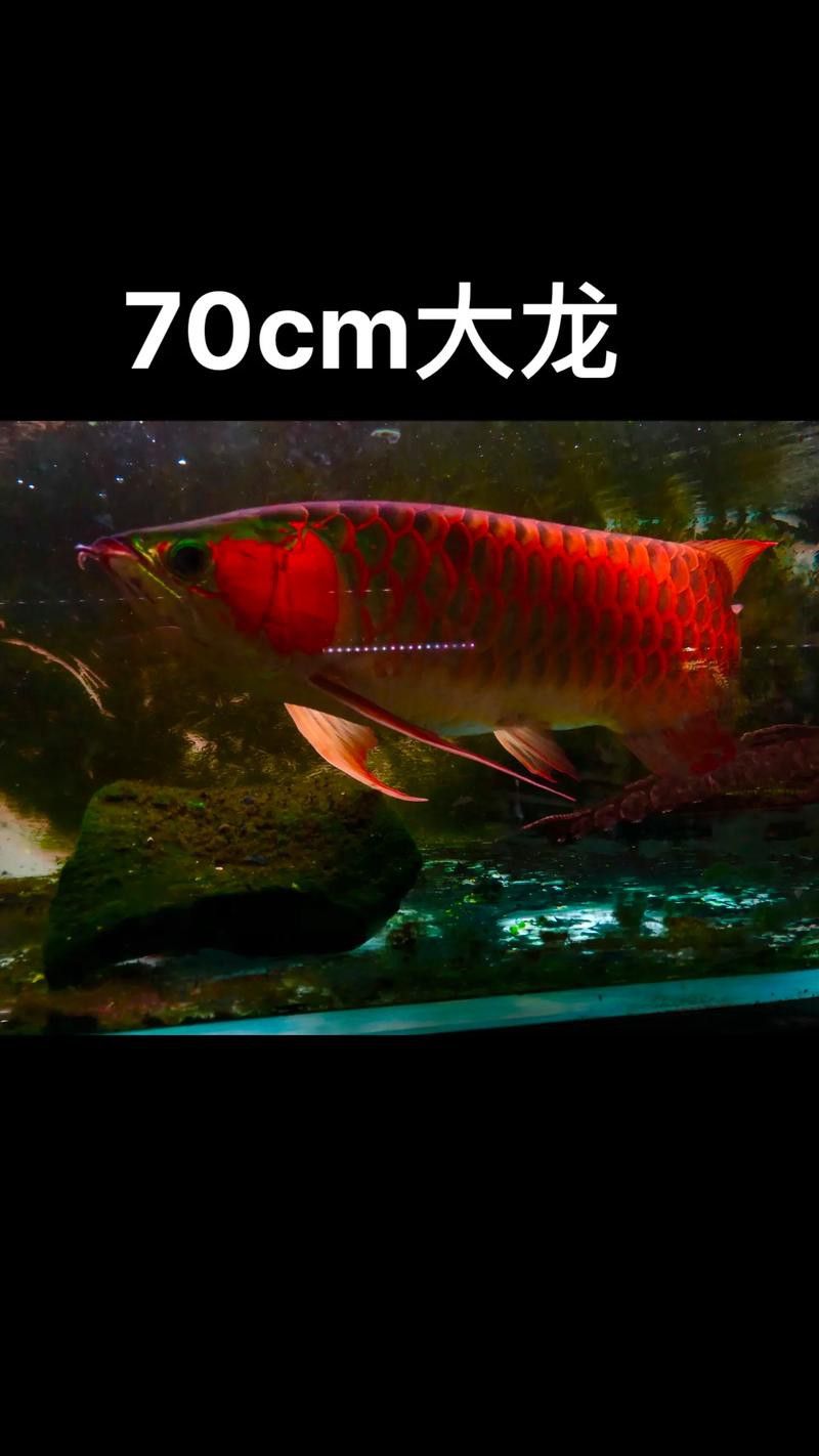 金龍魚與紅龍魚的區別是什么圖片 龍魚百科 第22張 金龍魚與紅龍魚的區別是什么圖片 金龍魚與紅龍魚的區別是什么圖片 龍魚百科 第22張