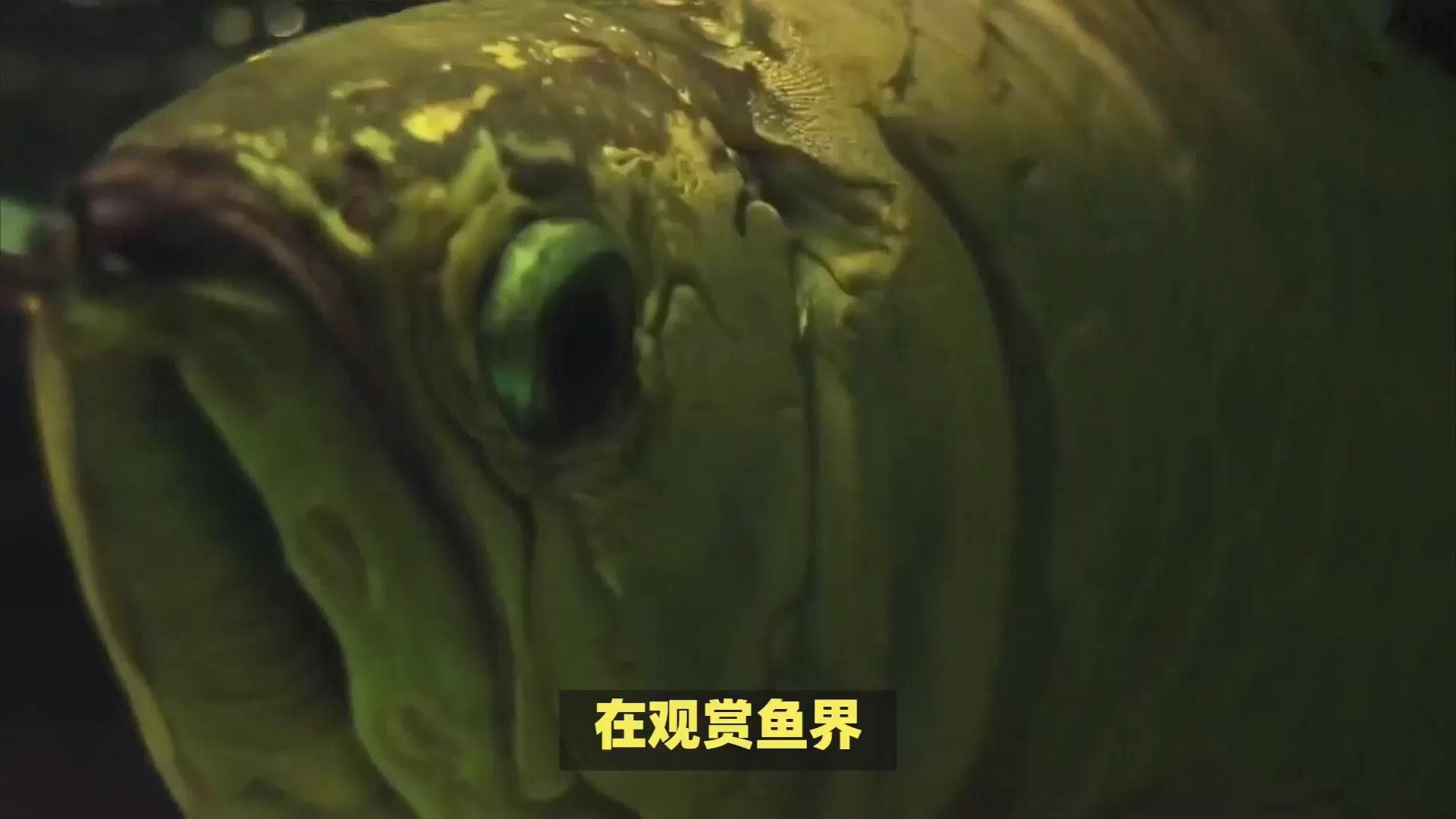 金龍魚與紅龍魚的區別是什么圖片 金龍魚與紅龍魚的區別是什么圖片 龍魚百科 第30張