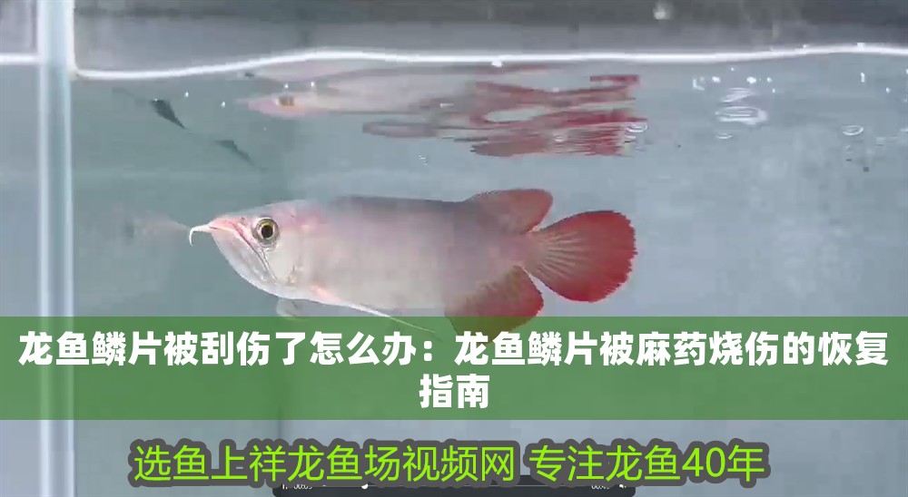 龍魚鱗片被刮傷了怎么辦：龍魚鱗片被麻藥燒傷的恢復指南