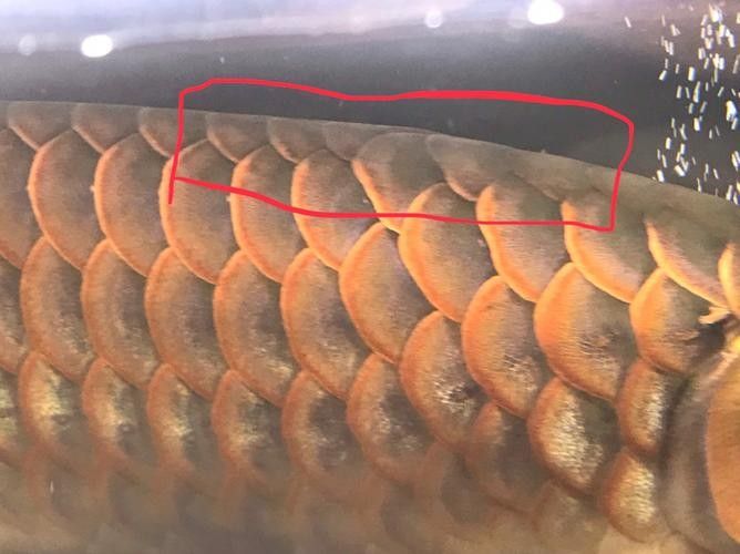 龍魚水霉病最好的治療方法圖片