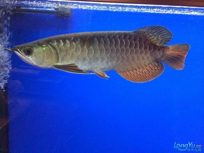 龍魚水霉病最好的治療方法圖片