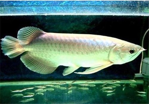 龍魚飼料哪種好用又實惠，龍魚飼料哪個牌子好