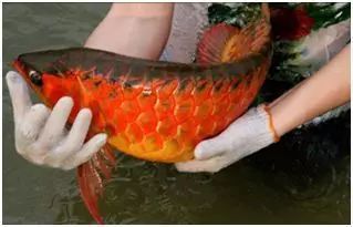 大湖龍魚特點：大湖龍魚是一種特殊的龍魚品種 大湖龍魚特點：大湖龍魚是一種特殊的龍魚品種 龍魚百科 第3張