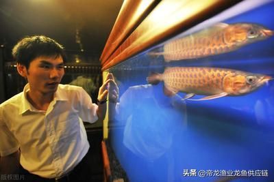 賣龍魚的利潤大嗎多少：賣龍魚具有一定的利潤潛力
