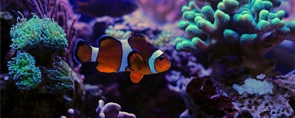 龍魚喂飼料好還是魚好呢:龍魚喂飼料好還是活魚好 龍魚百科 第2張 龍魚喂飼料好還是魚好呢:龍魚喂飼料好還是活魚好 龍魚喂飼料好還是魚好呢:龍魚喂飼料好還是活魚好 龍魚百科 第2張