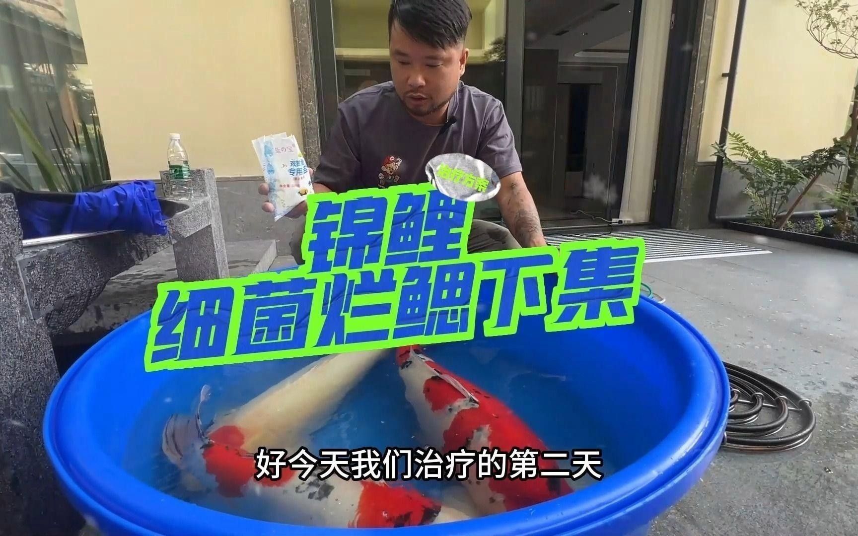 龍魚鰓蓋損傷后如何預防感染？ 龍魚鰓蓋損傷后如何預防感染？ 龍魚百科 第4張