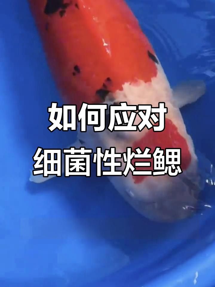 龍魚鰓蓋損傷后如何預防感染？ 龍魚鰓蓋損傷后如何預防感染？ 龍魚百科 第3張