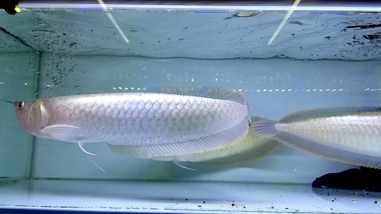 銀龍魚怎么養及喂養技巧視頻講解大全圖解