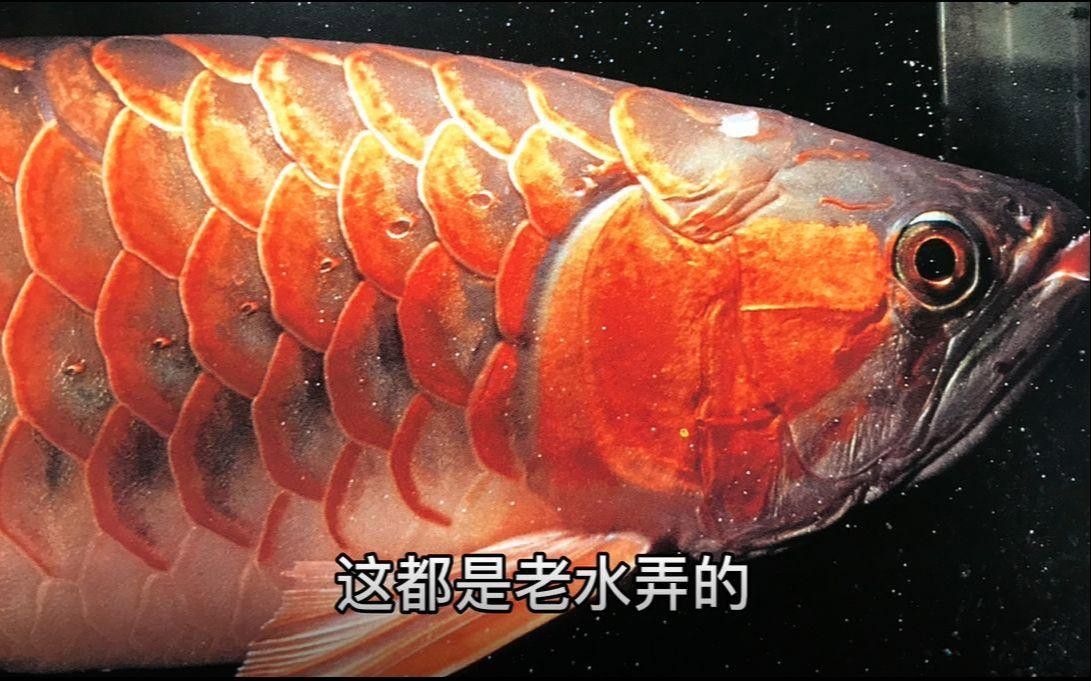 新入缸龍魚多久換一次水？