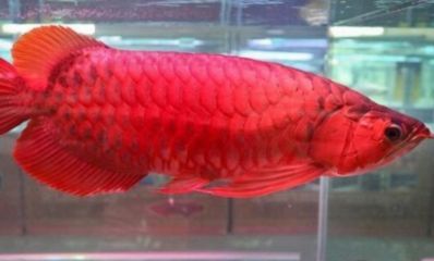 龍魚多久長大：龍魚的生長周期受到多種因素的影響