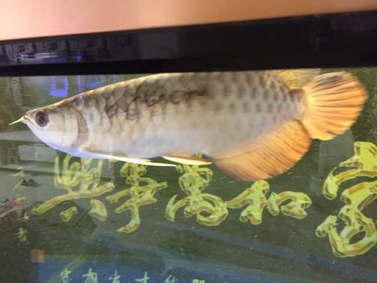 金龍魚(yú)配魚(yú)什么最好看：金龍魚(yú)配什么魚(yú)好