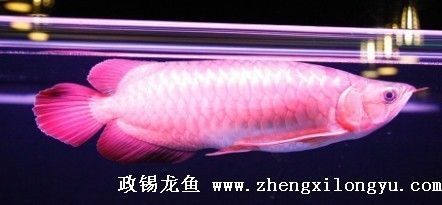 金龍魚(yú)配魚(yú)什么最好看：金龍魚(yú)配什么魚(yú)好