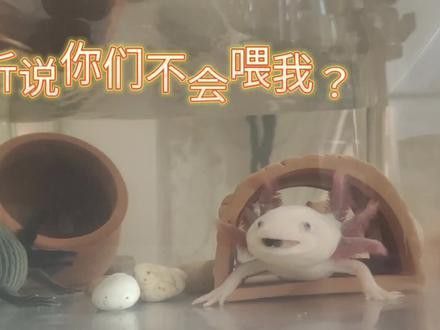 恐龍魚喂食方法