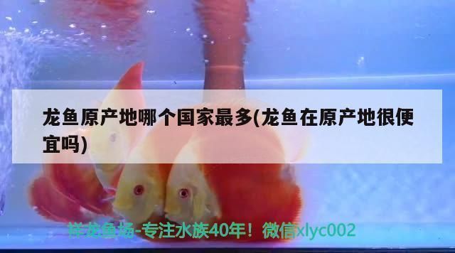龍魚來自哪個國家的品種：龍魚原產地和品種的詳細信息，龍魚飼養環境要求詳解
