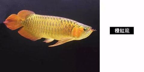 龍魚來自哪個國家的品種：龍魚原產地和品種的詳細信息，龍魚飼養環境要求詳解
