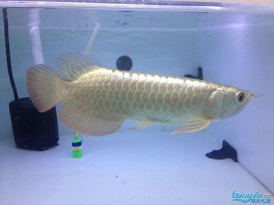 廣州祥龍魚場（廣州祥龍魚場是一家具有豐富歷史和專業經驗的魚場）