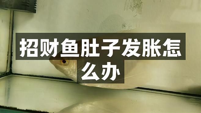 如何治療招財(cái)龍魚的常見病？