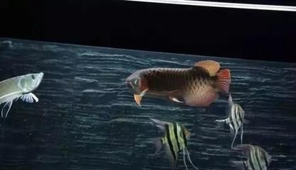 龍魚運輸時間為42小時怎么樣,對魚有影響嗎（龍魚運輸時間為42小時安全運輸時間為42小時怎么樣）