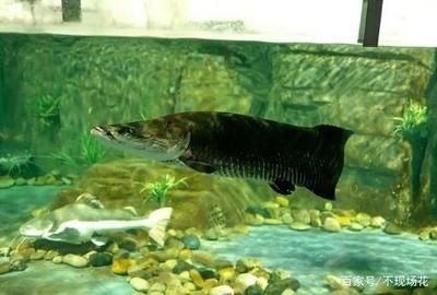 巨骨舌魚和金龍魚混養能活嗎：巨骨舌魚和金龍魚可以混養嗎