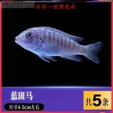 龍魚薩伊藍混養大小（在混養龍魚和薩伊藍混養時，魚缸的大小是一個關鍵因素） 龍魚薩伊藍混養大小（在混養龍魚和薩伊藍混養時，魚缸的大小是一個關鍵因素） 龍魚百科 第4張