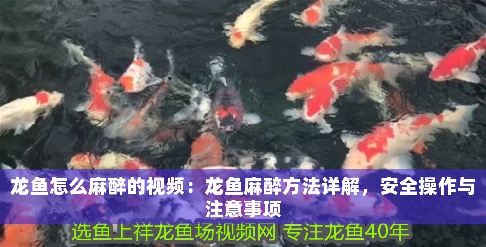 龍魚(yú)怎么麻醉的視頻：龍魚(yú)麻醉方法詳解，安全操作與注意事項(xiàng)