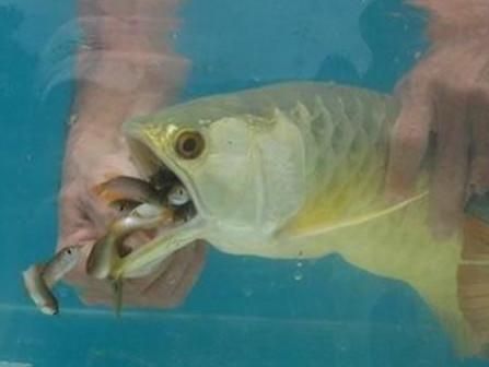 金龍魚到底好不好釣魚：《創造與魔法》金龍魚怎么釣