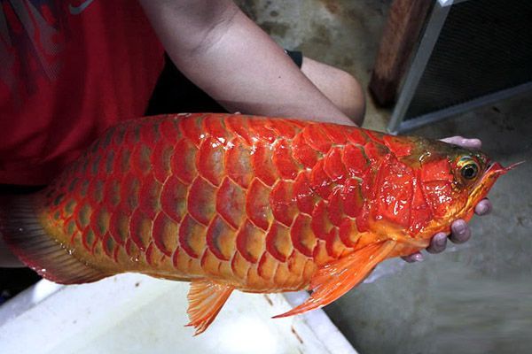 紅龍魚上色素怎么辦啊：紅龍魚發色知識介紹