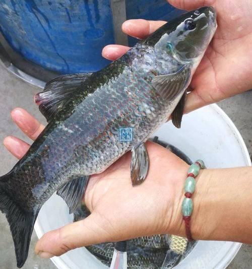 大青龍魚圖片 大青龍魚圖片 龍魚百科 第23張