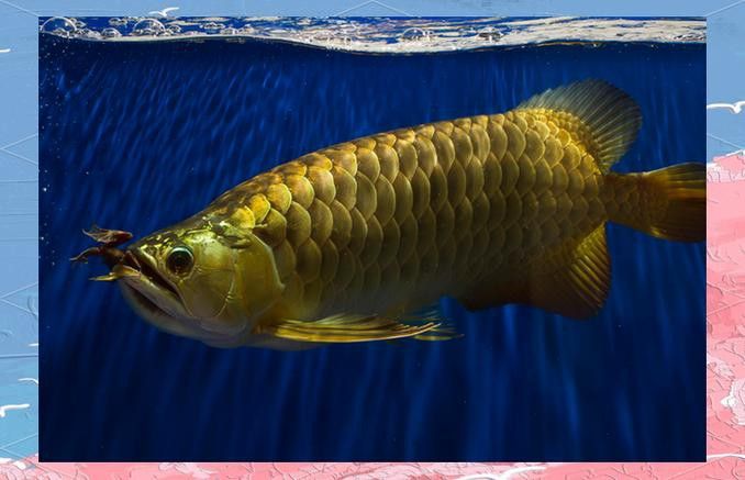 大青龍魚圖片 大青龍魚圖片 龍魚百科 第24張