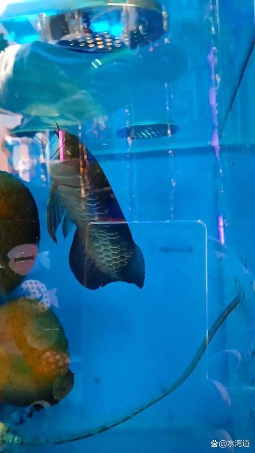 大青龍魚圖片 大青龍魚圖片 龍魚百科 第22張