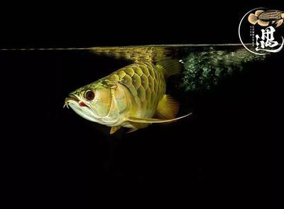 龍魚頭洞照片：龍魚頭洞照片展現了一條巨大的龍魚頭部其特征是擁有一個寬闊而顯著的頭部