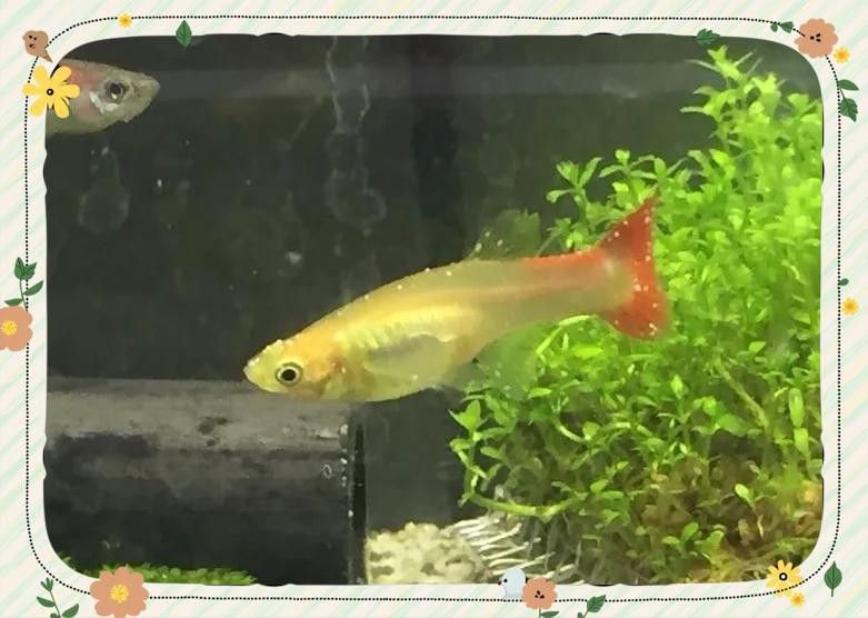 龍魚眼白點病多久會惡化 龍魚眼白點病多久會惡化 龍魚百科 第11張