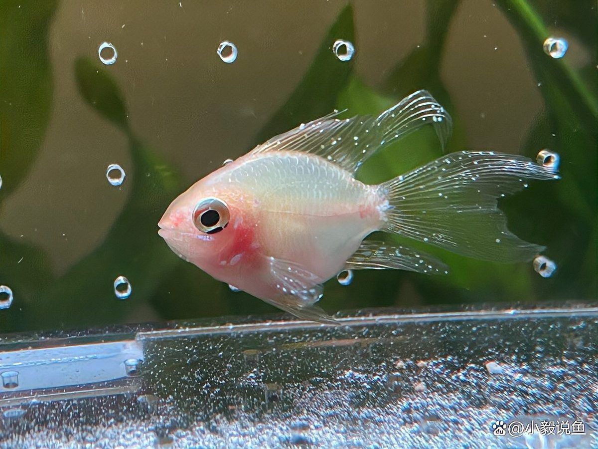 龍魚眼白點病多久會惡化 龍魚眼白點病多久會惡化 龍魚百科 第3張