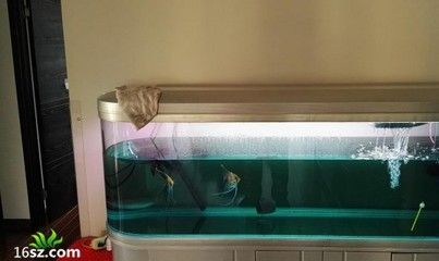 龍魚須交叉能恢復嗎？：龍魚須交叉能否恢復