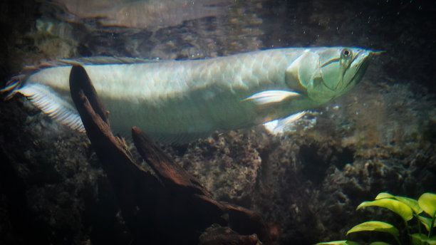 白金龍魚大概多少錢一條（白金龍魚價格昂貴且稀有且稀有的觀賞魚，如何辨別白金龍魚品相） 白金龍魚大概多少錢一條（白金龍魚價格昂貴且稀有且稀有的觀賞魚，如何辨別白金龍魚品相） 龍魚百科 第3張