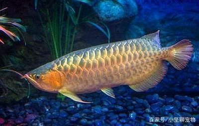金龍魚吃啥長的快（如何防止金龍魚挑食，金龍魚飼料品牌推薦）