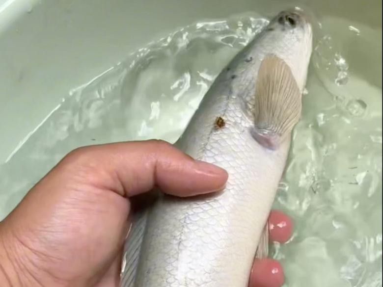 如何安全混養雷龍魚？