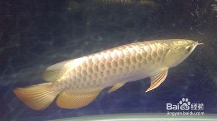 金龍魚生長環(huán)境：金龍魚的生長環(huán)境需要注意的事項