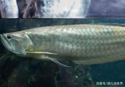 金龍魚生長環(huán)境：金龍魚的生長環(huán)境需要注意的事項