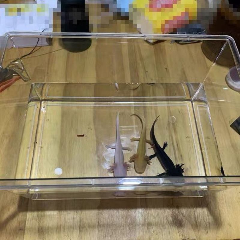 六角恐龍魚缸怎么清理，六角恐龍魚缸換水技巧六角恐龍魚缸換水技巧
