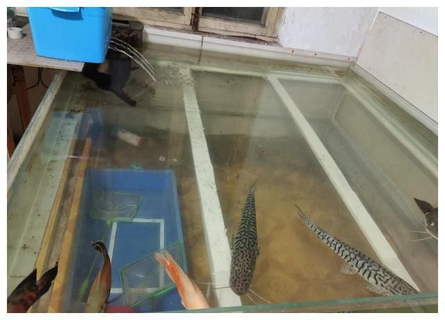 六角恐龍魚缸怎么清理，六角恐龍魚缸換水技巧六角恐龍魚缸換水技巧