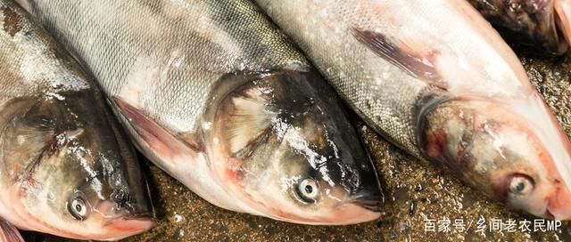 如何預防飛鳳魚感染疾病：如何預防飛鳳魚感染疾病，如何預防飛鳳魚感染疾病的風險