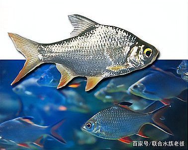 泰國鯽和龍魚混養的好處是什么