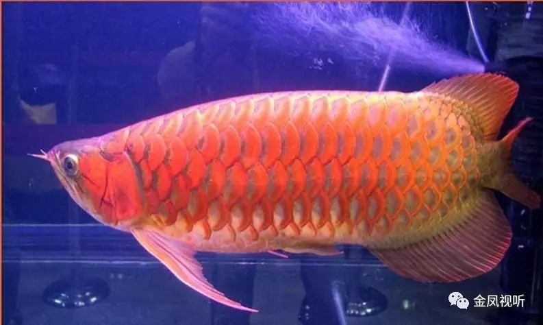 火龍魚壽命最長記錄