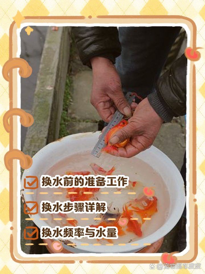 藍曼龍魚換水后需要做什么？