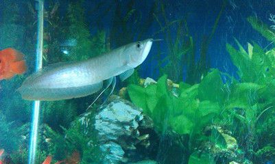 銀龍魚(yú)換水操作步驟:銀龍魚(yú)定期更換水質(zhì)對(duì)于保持銀龍魚(yú)的健康至關(guān)重要 龍魚(yú)百科 第3張 銀龍魚(yú)換水操作步驟:銀龍魚(yú)定期更換水質(zhì)對(duì)于保持銀龍魚(yú)的健康至關(guān)重要 銀龍魚(yú)換水操作步驟:銀龍魚(yú)定期更換水質(zhì)對(duì)于保持銀龍魚(yú)的健康至關(guān)重要 龍魚(yú)百科 第3張