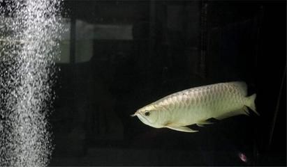銀龍魚(yú)換水操作步驟:銀龍魚(yú)定期更換水質(zhì)對(duì)于保持銀龍魚(yú)的健康至關(guān)重要 龍魚(yú)百科 第4張 銀龍魚(yú)換水操作步驟:銀龍魚(yú)定期更換水質(zhì)對(duì)于保持銀龍魚(yú)的健康至關(guān)重要 銀龍魚(yú)換水操作步驟:銀龍魚(yú)定期更換水質(zhì)對(duì)于保持銀龍魚(yú)的健康至關(guān)重要 龍魚(yú)百科 第4張